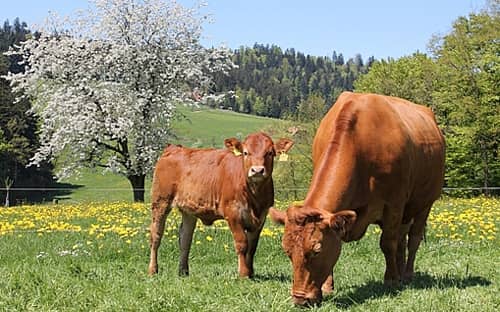 Mutterkuh mit Rind in der Schweiz